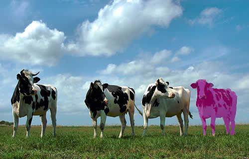 purple cow1